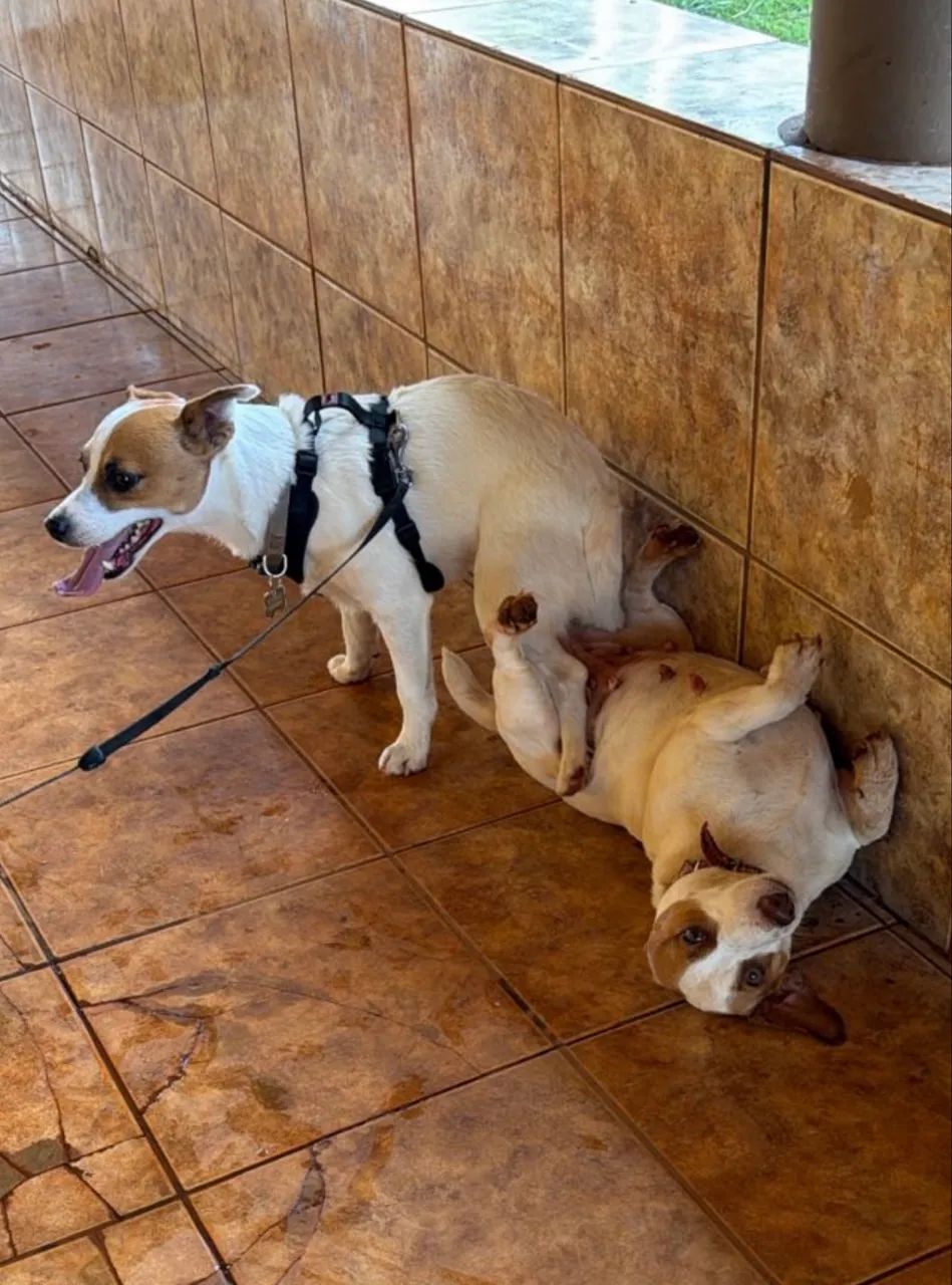Lindos filhotes de Jack Russel Terrier - Foto 4
