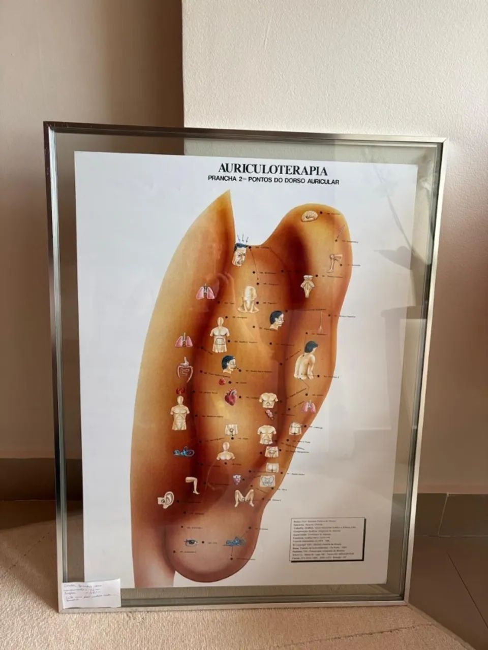 Quadro de Pontos para Auriculoterapia - Foto 3