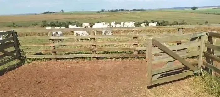 PECUÁRIA - Área Rural 20,50 Alqueires - Foto 2