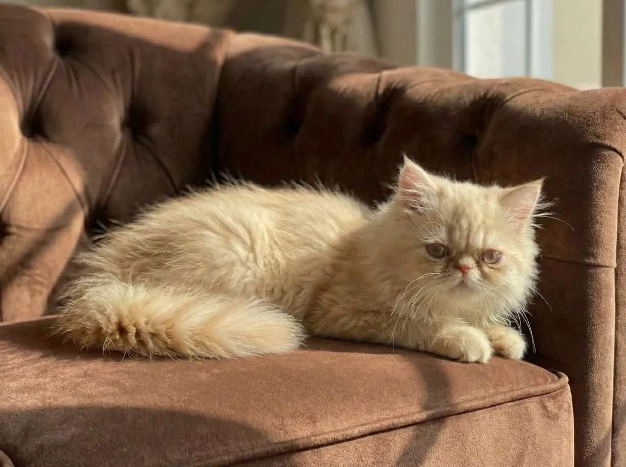 Gato persa filhote show  - Foto 2