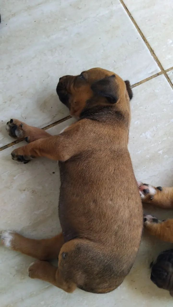 Cachorros  - Foto 3
