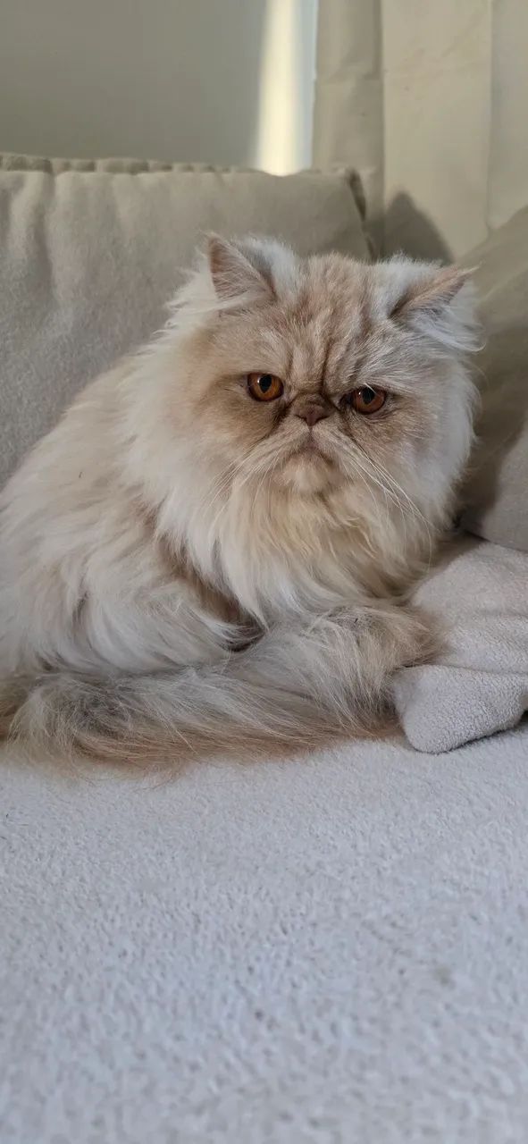 Gata persa - Foto 3