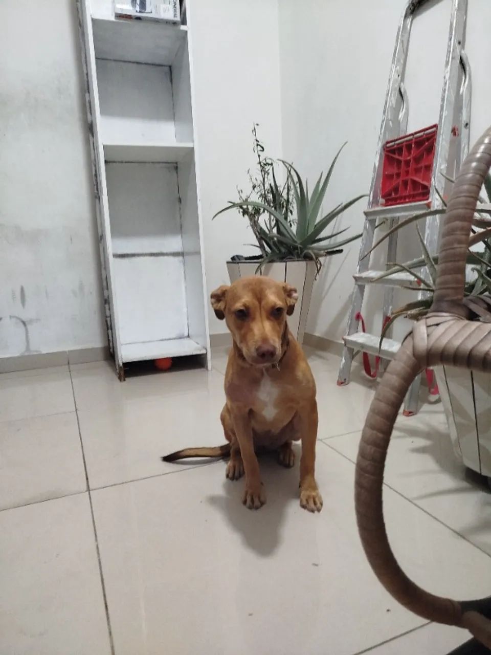 Adoção - Cachorro fêmea - Foto 5