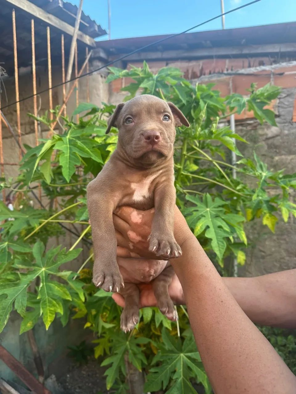 Pitbull  - Foto 2