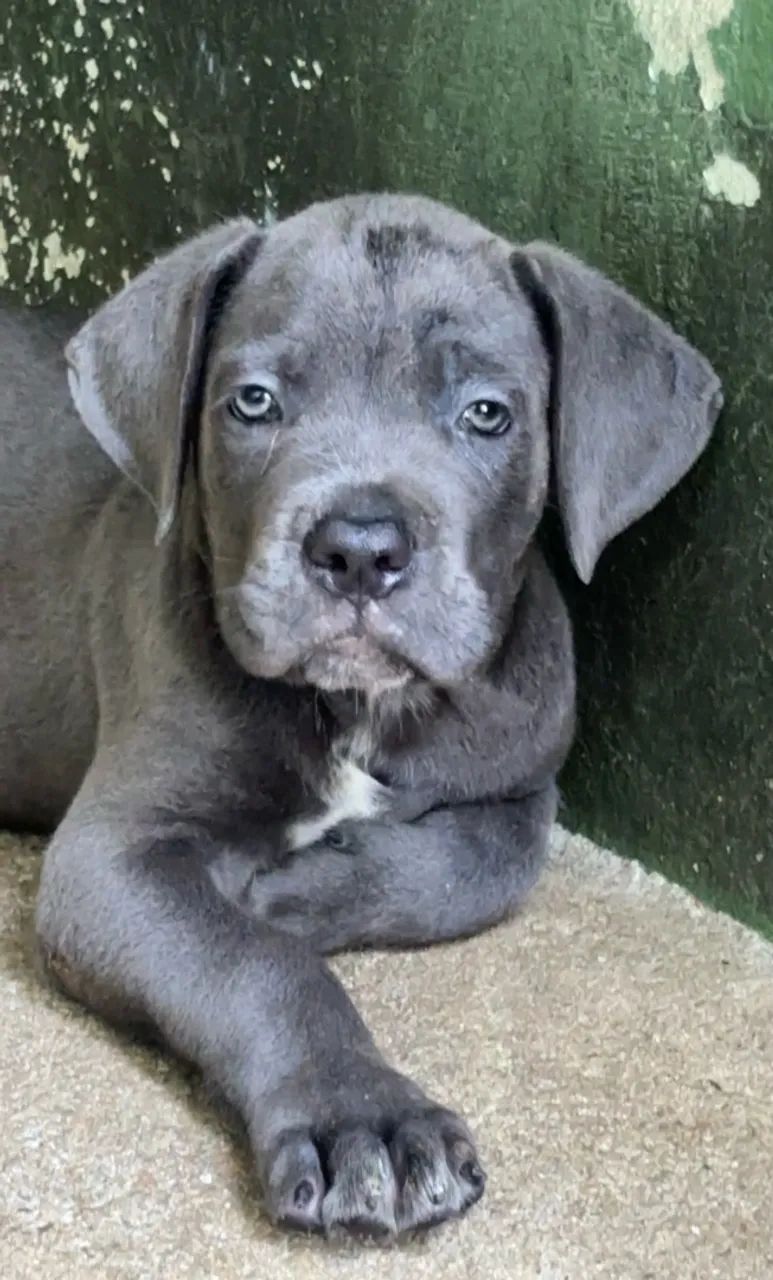 Cane Corso Italiano  - Foto 2