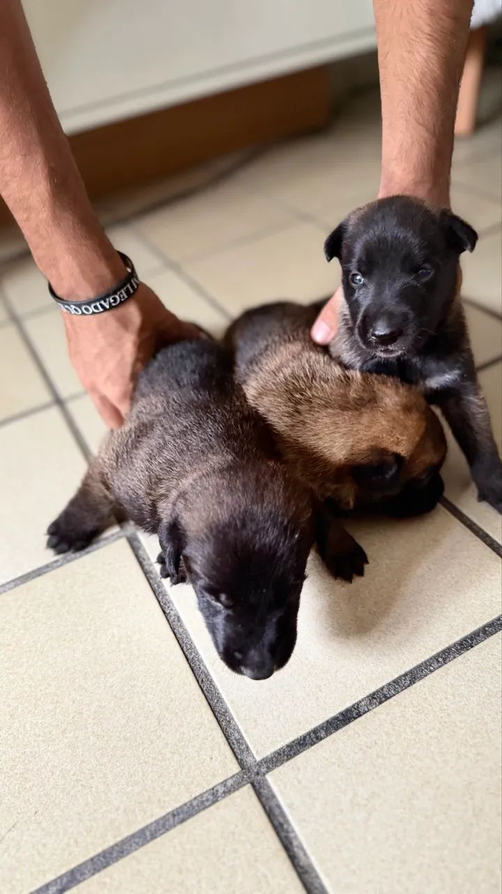 Cachorro  - Foto 2
