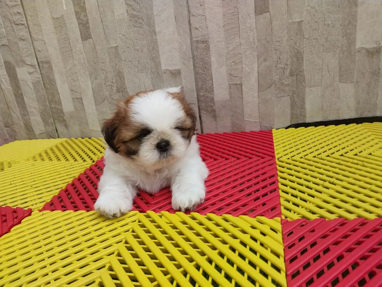 Bebês Shihtzu Disponíveis  - Foto 5