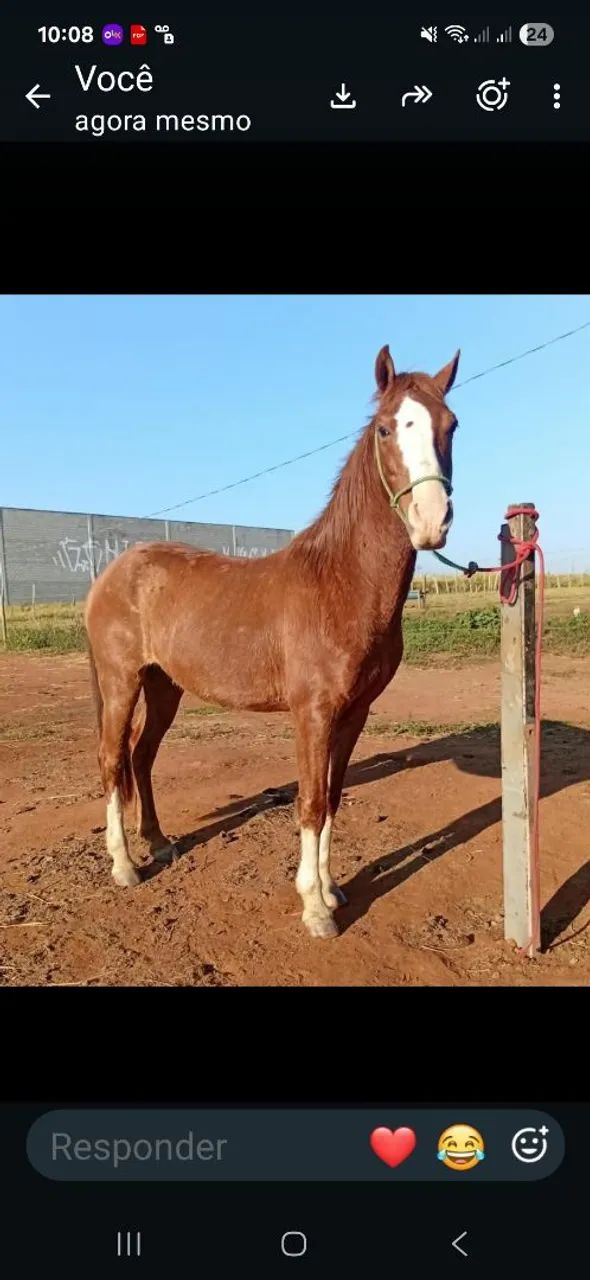 Cavalos 