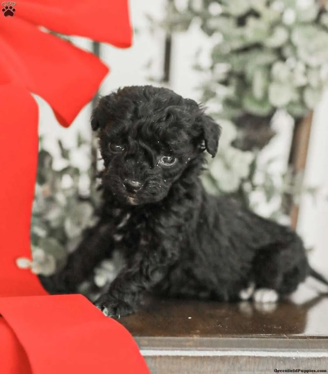 Cachinhos que conquistam corações ?