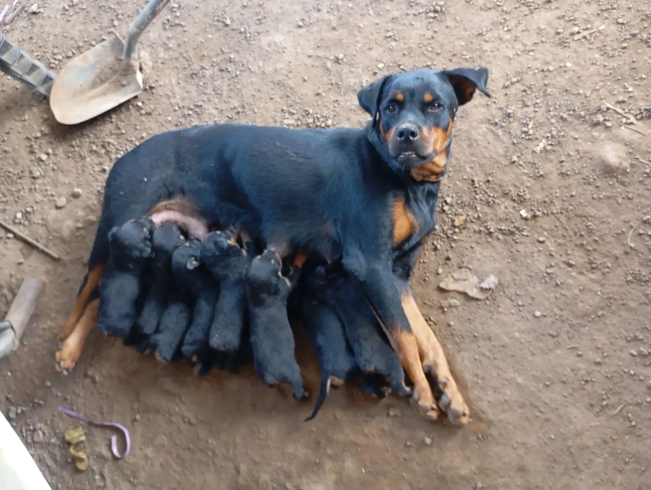Vende se filhotes de rottweiler  - Foto 2