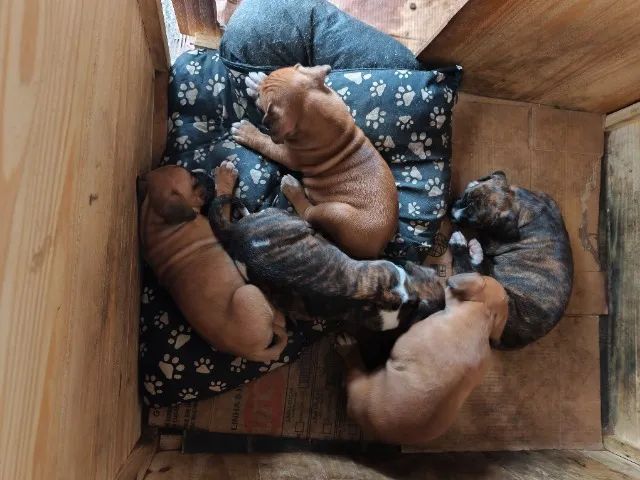 Filhote de Boxer