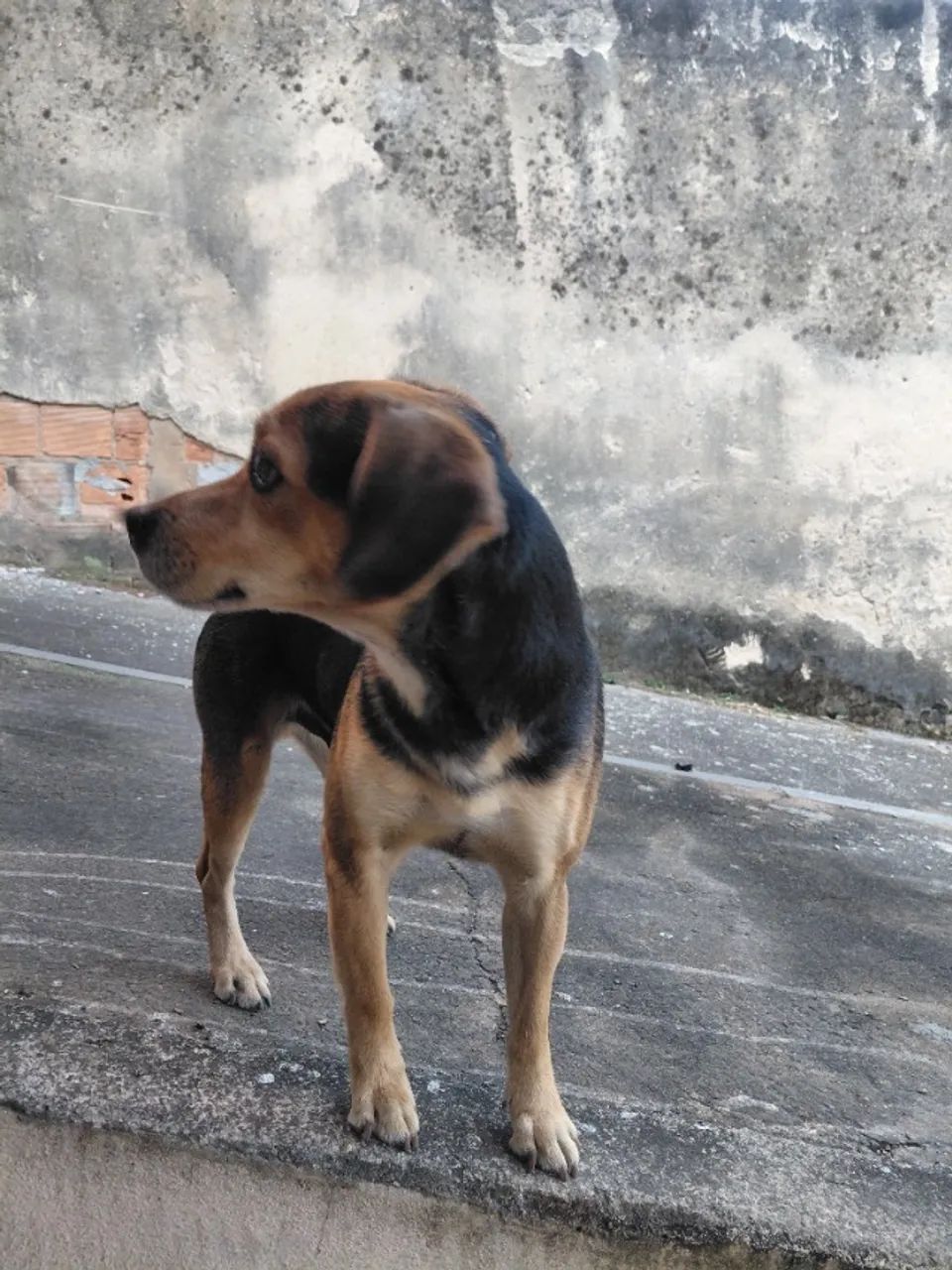 lindo cachorrinho doação - Foto 2
