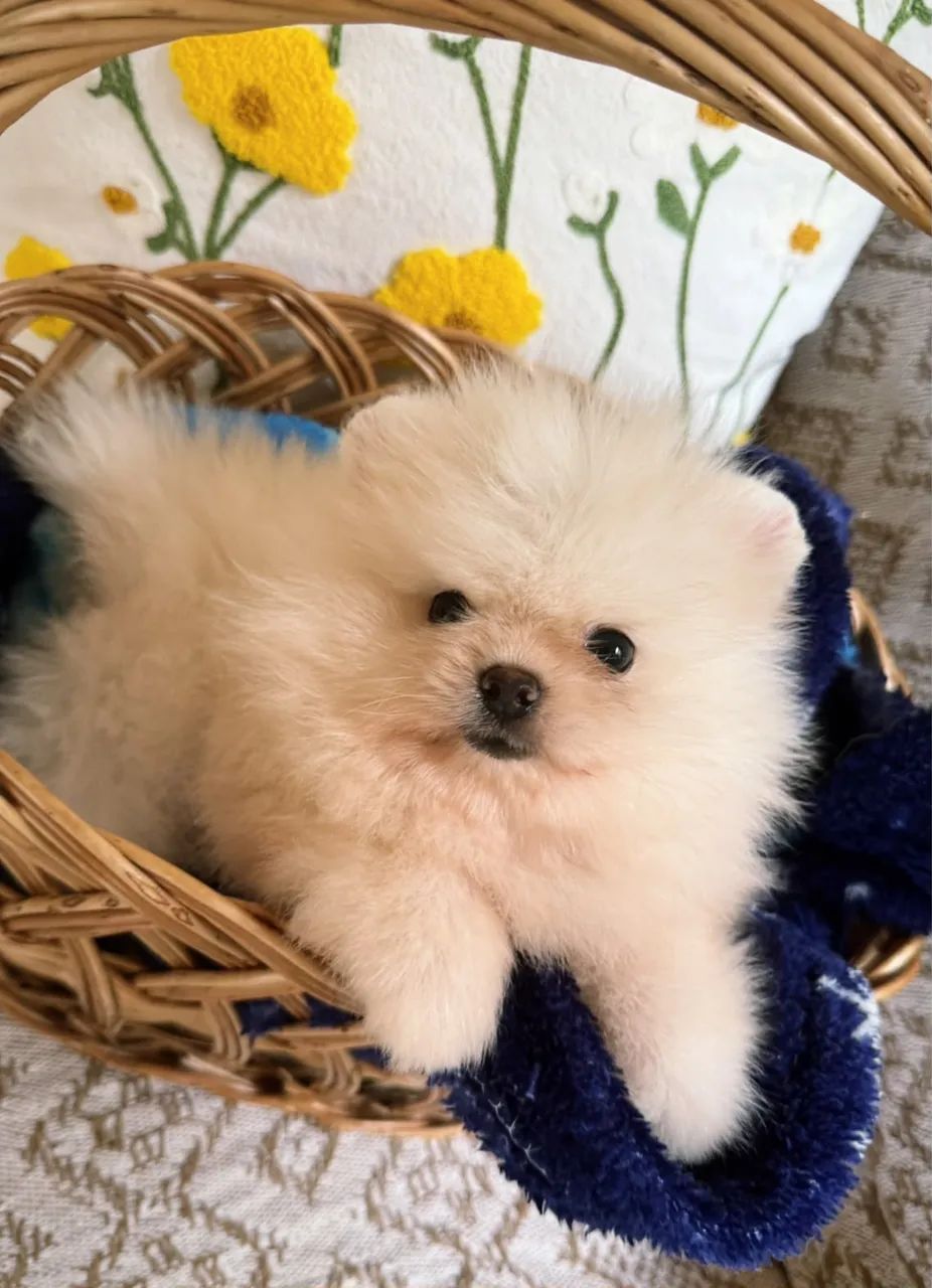 Spitz alemão anão  - Foto 3