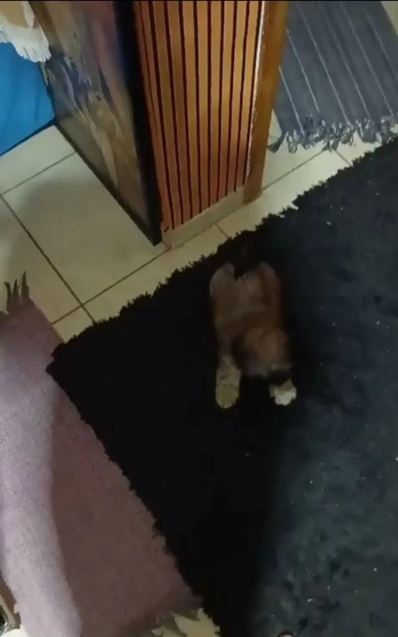 Shitzu Macho 