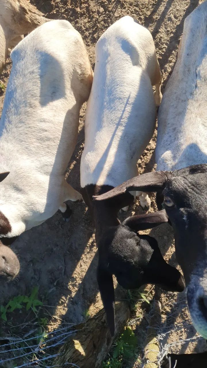 Matriz Disponível! - Foto 2
