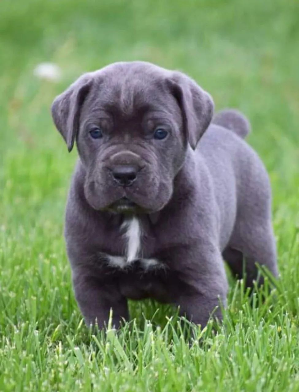 Cane corso a venda  - Foto 4