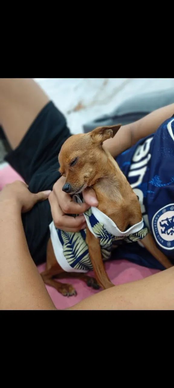 Pinscher  - Foto 4