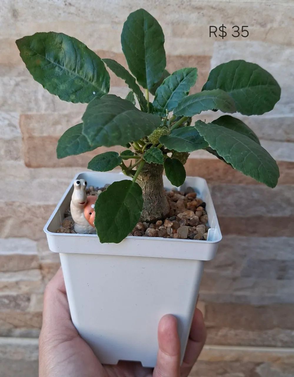 Dorstenia foetida 
