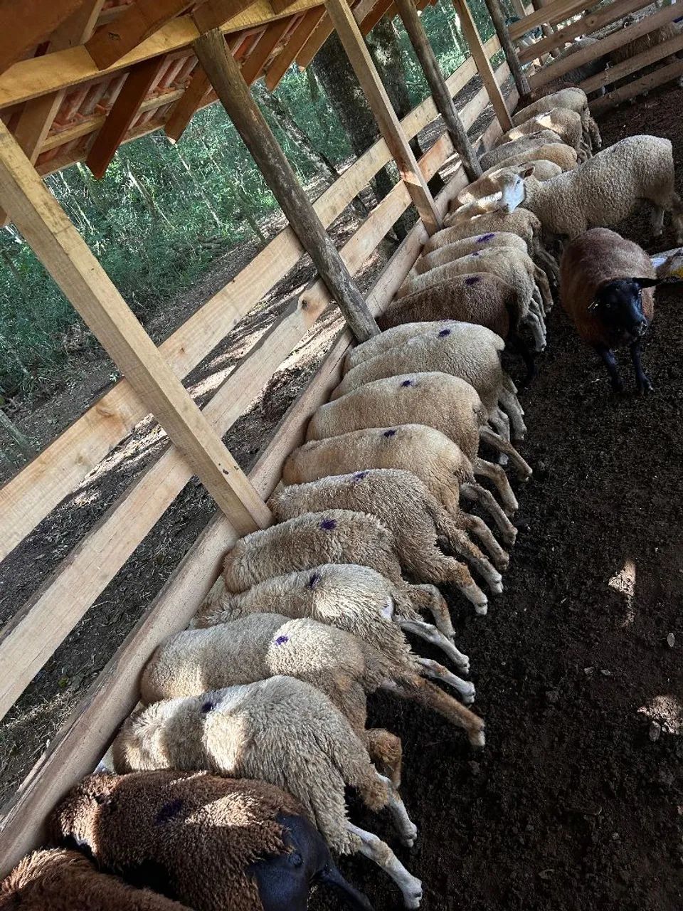 Ovelhas Paridas. Rebanho Comercial - Foto 4
