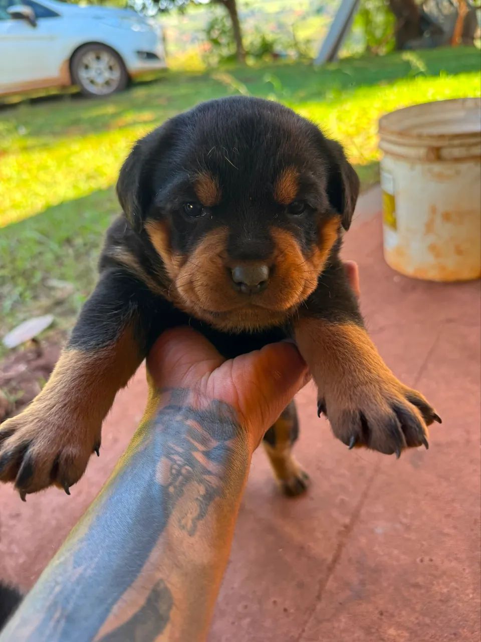 Filhotes de Rottweiler  - Foto 4