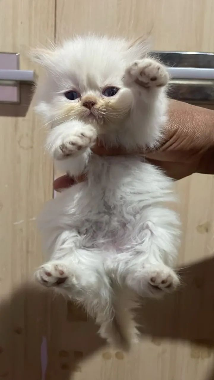 Gato Persa