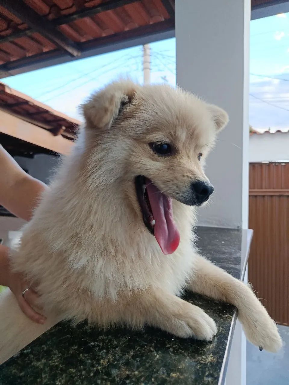 Macho 9 meses  - Foto 2