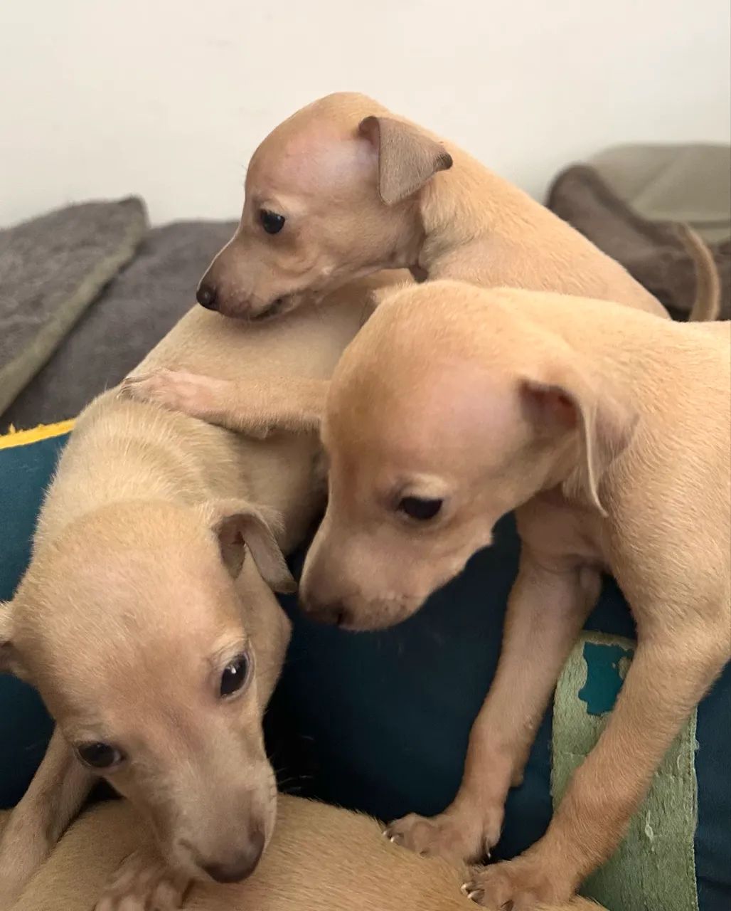 Galgo italiano, galguinho, pequeno lebrel 