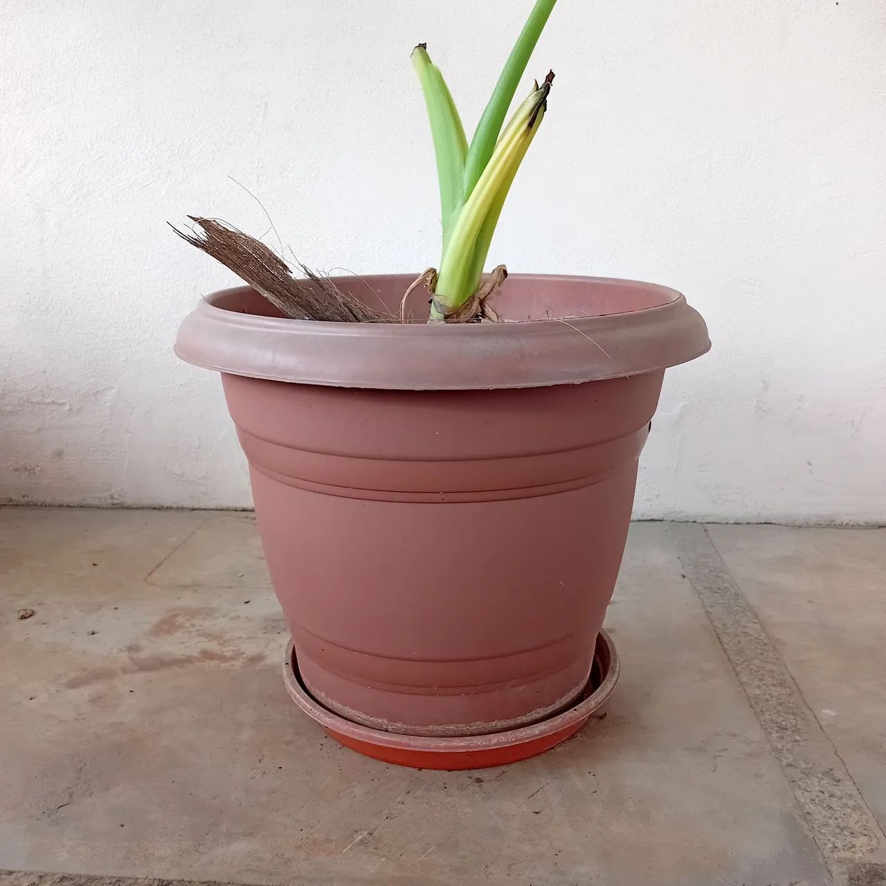 Vaso com taioaba