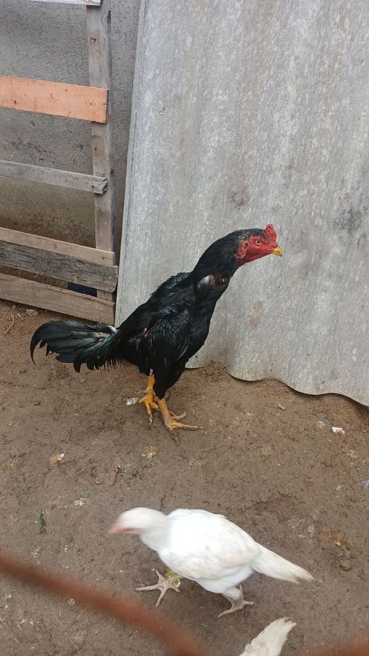 Veno frango top - Foto 2