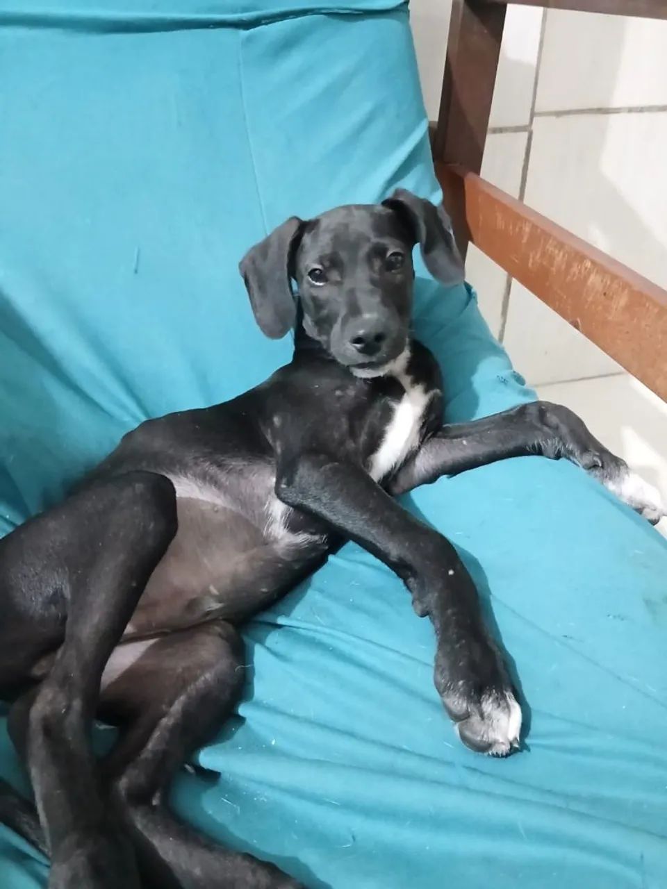 Doação  - Foto 4