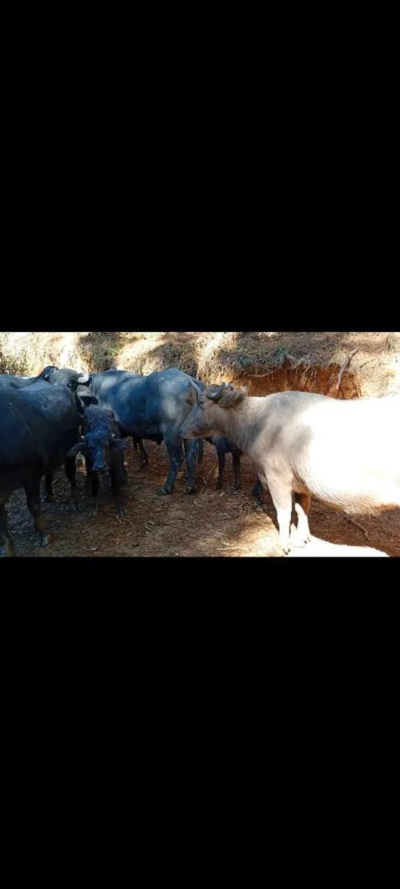 Búfalas e bezerro - Foto 5