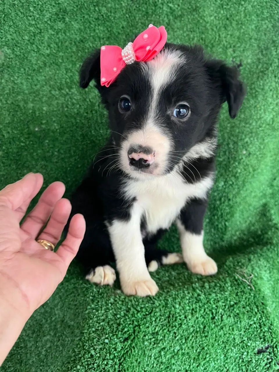 Border collie vendas  - Foto 2