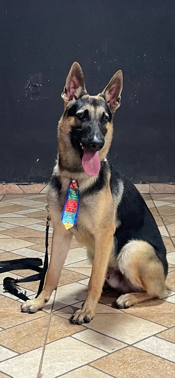 Pastor Alemão Macho | Para Cruzar - Foto 2