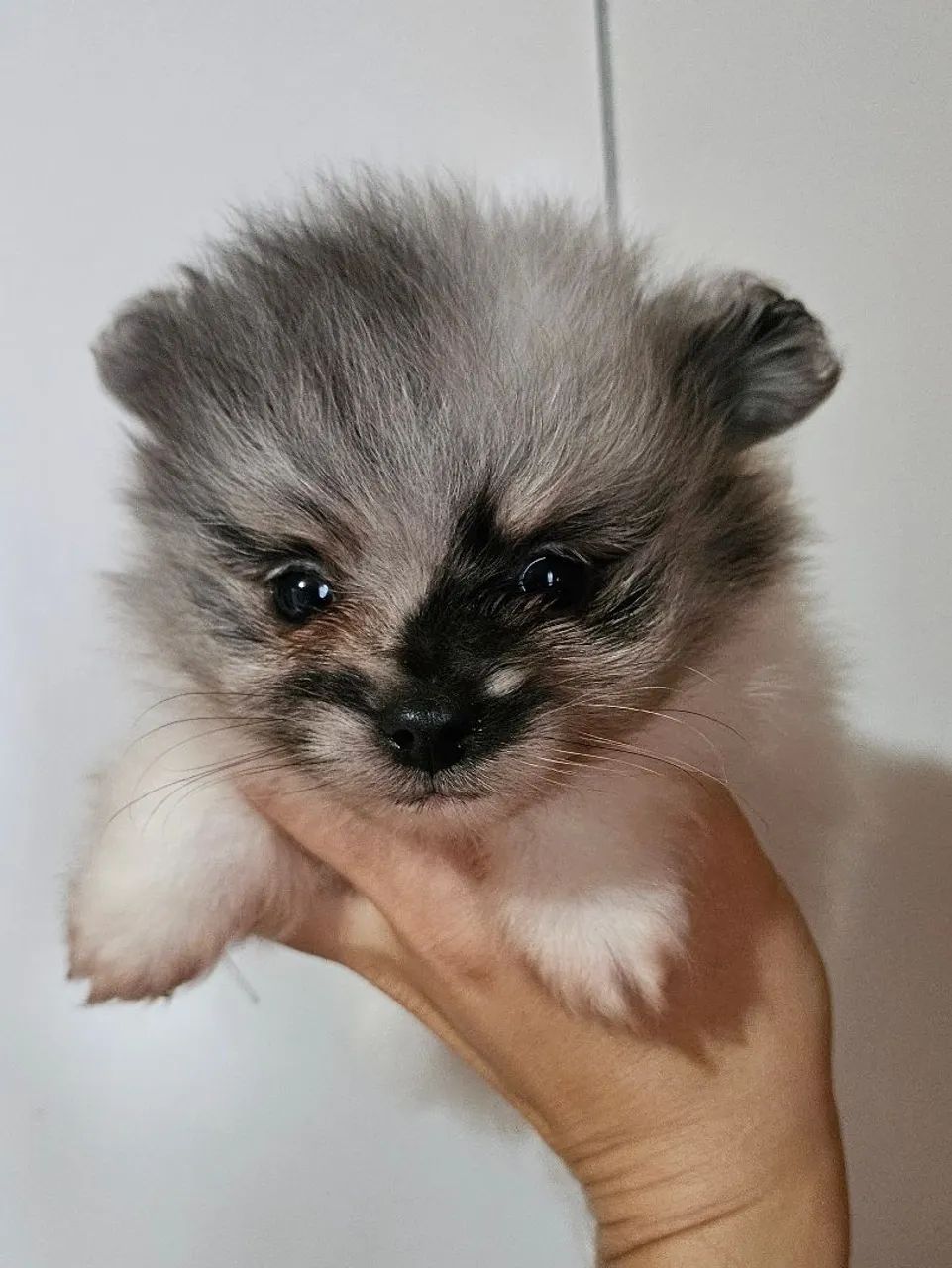 Spitz Alemão macho