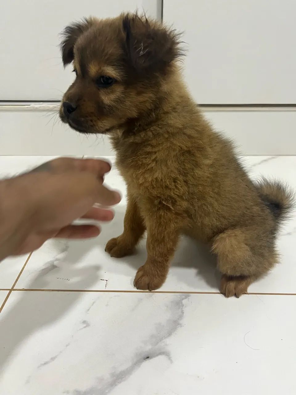 Chow chow - Foto 2