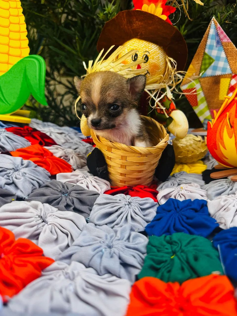 Animais - Foto 4