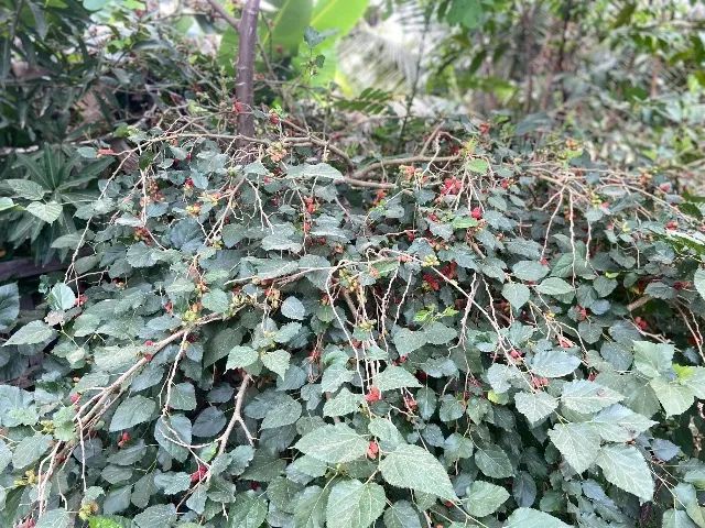 Chácara  - Foto 2