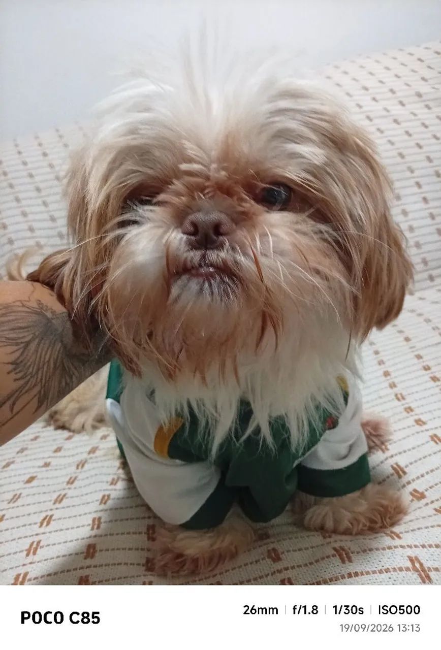 Cachorro  - Foto 5