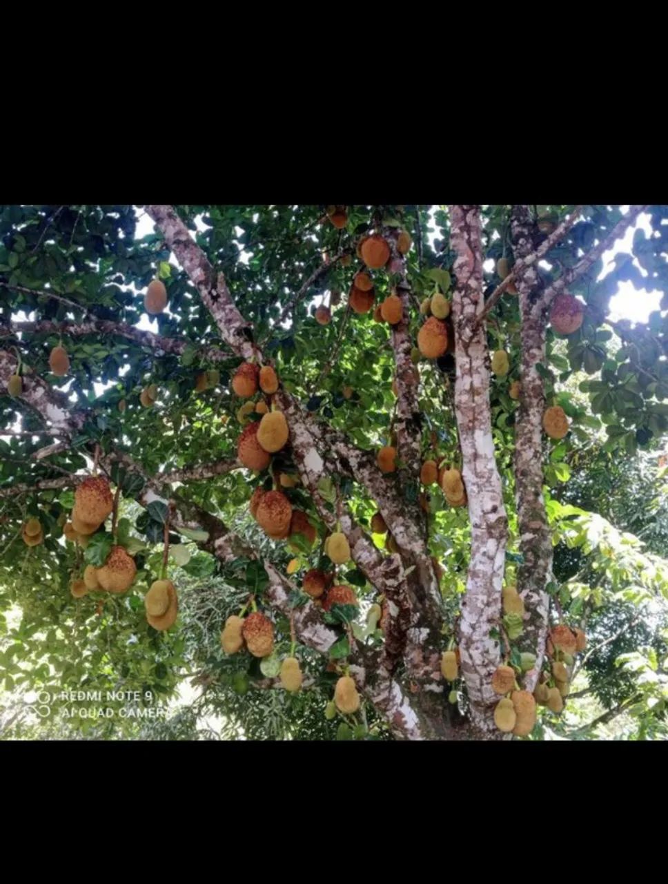 Sítio com pomar/roça de cacau 5 hectares em Itajurú.  - Foto 9