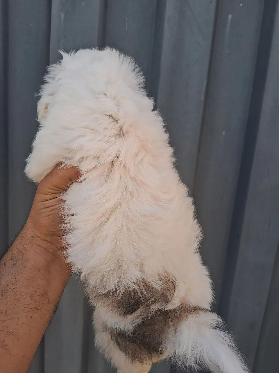 Shitzu minie - Foto 2