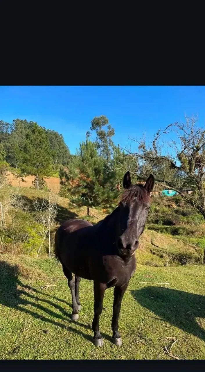 Vendo egua 