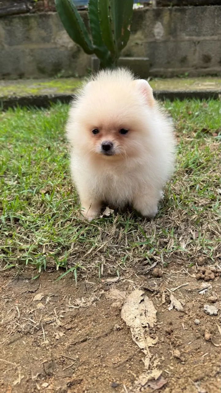 Spitz Alemão Anão  - Foto 2