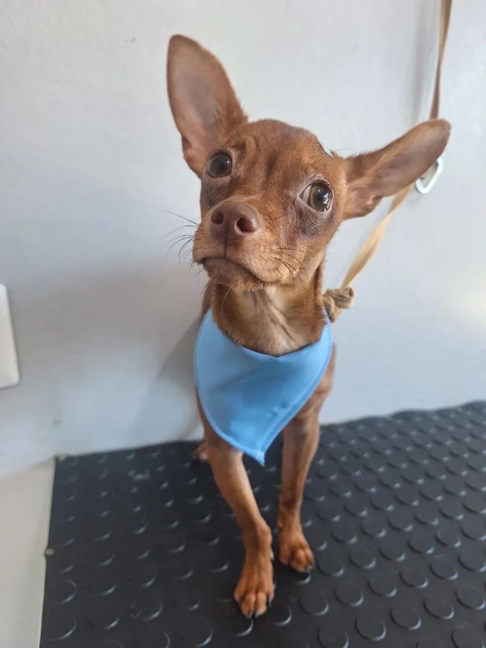 Vendo pinscher 11 meses  - Foto 2