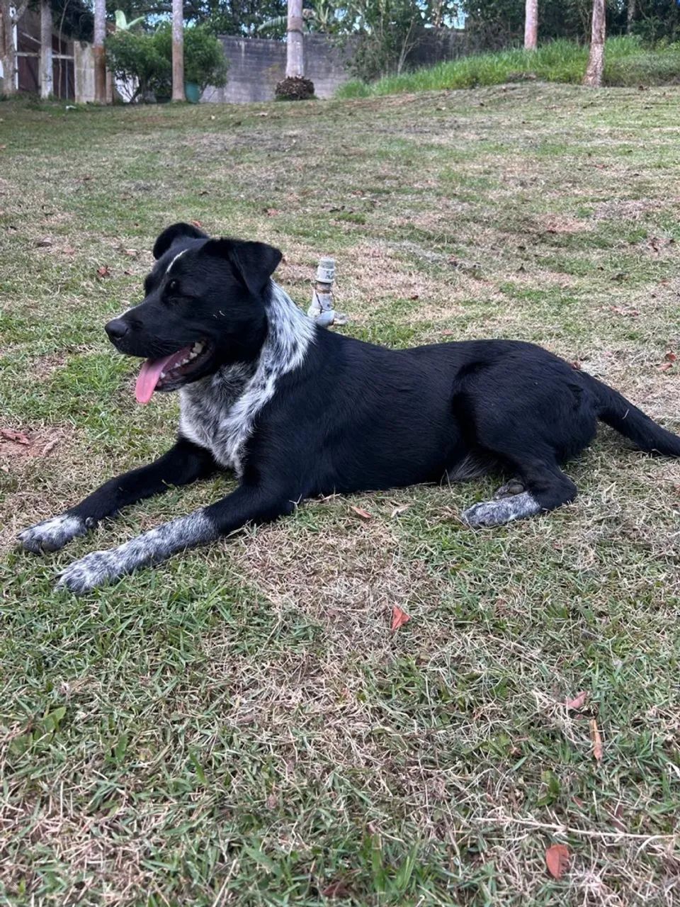 Doação de cachorro - Foto 3