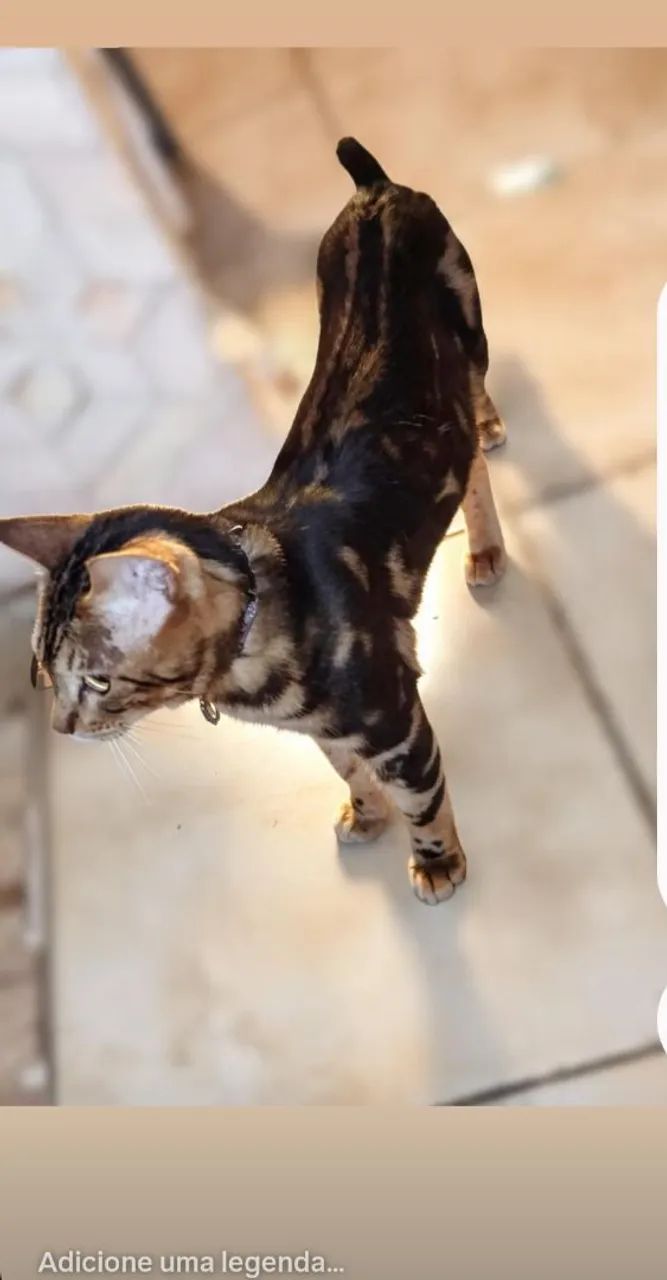 Gato bengal..