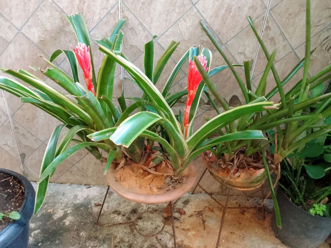 Planta: Bromélia variegata (Neoregelia ou Aechmea) - Foto 5