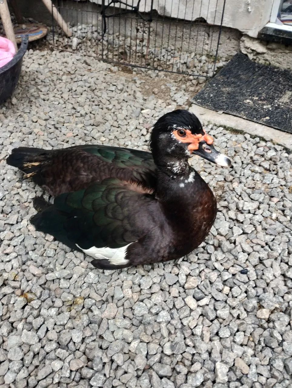 Patos - Foto 3