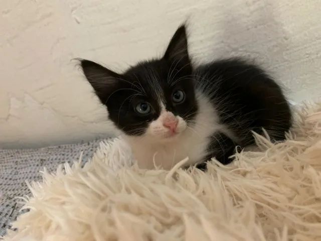 Doa se filhotinhos de gato - Foto 3