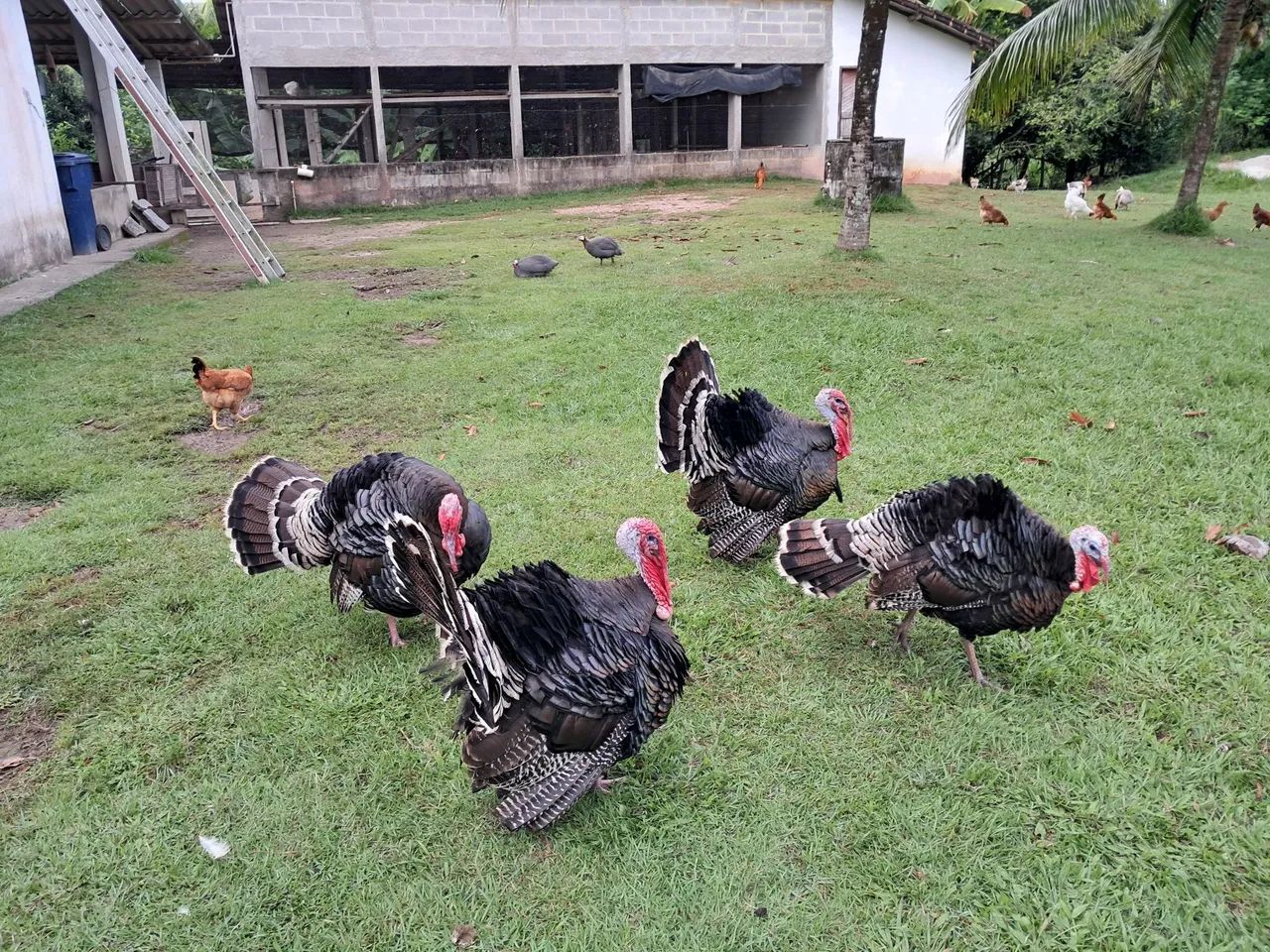 Venda de perus - Foto 4