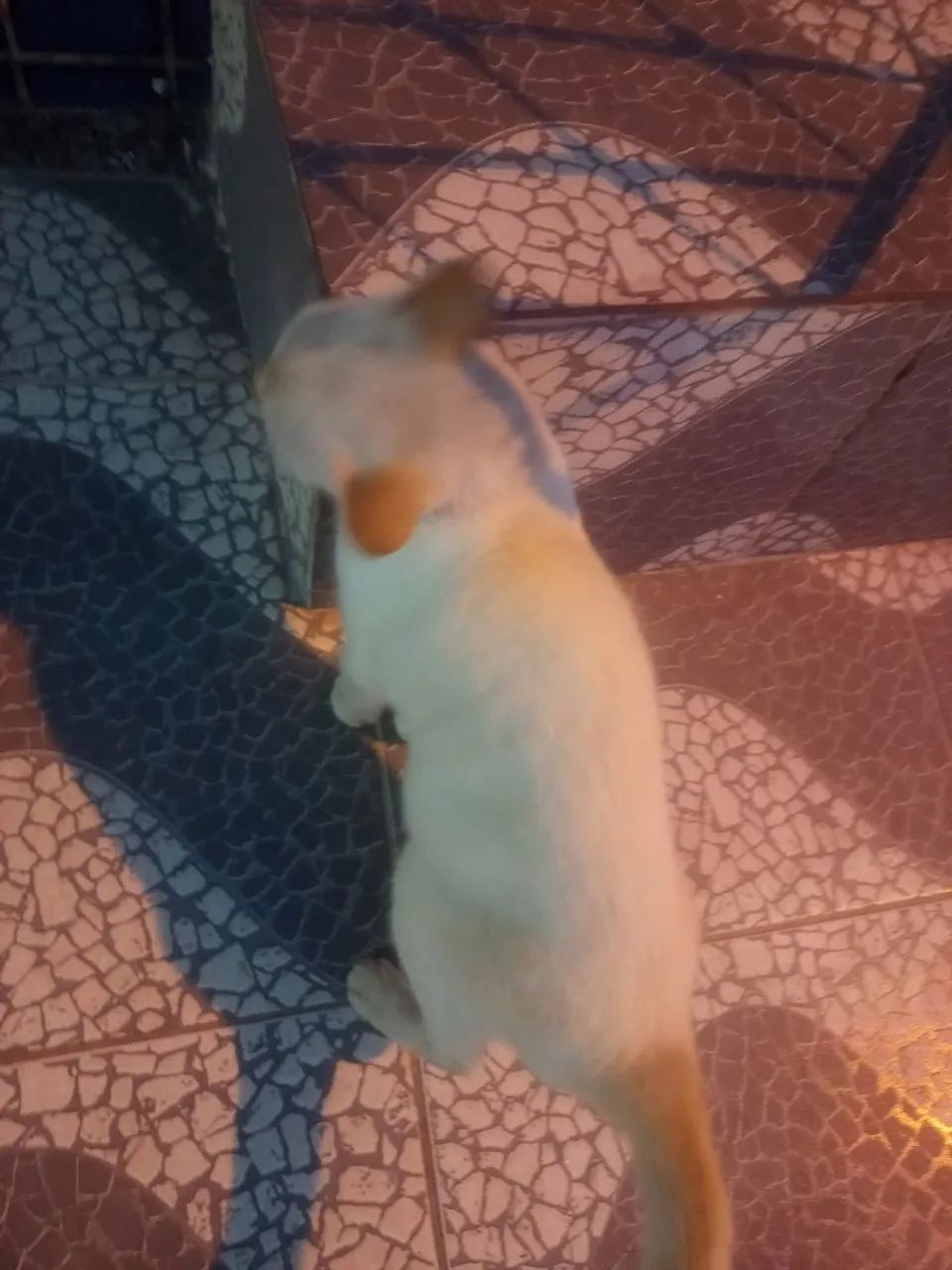 Gatinha  p adoção urgente,  abandonada na rua ! 